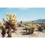 Juniper Ridge Jar Candle | 7oz