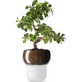 Eva Solo Selfwatering Orchid Pot | White --15cm 568149