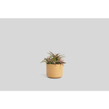 Norden Goods Planter | Raw Speckle