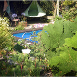 Cacoon Single Hanging Hammock | Leaf Green SG002