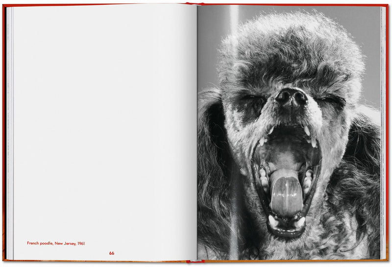 Walter Chandoha. Dogs. Photographs 1941–1991 (English)