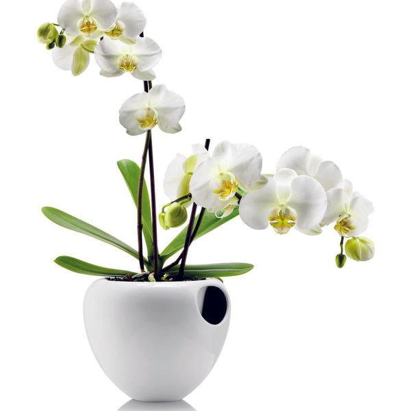 Eva Solo Orchid Pot | White
