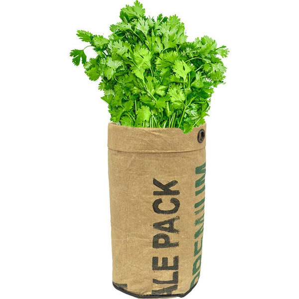 Urban Agriculture Organic Herb Grow Kit | Cilantro 20204