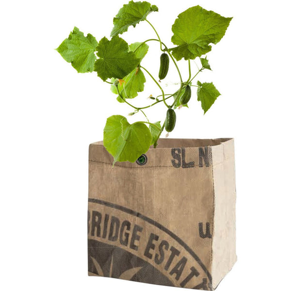 Urban Agriculture Organic Vegetable Grow Kit | Cucumber 30306