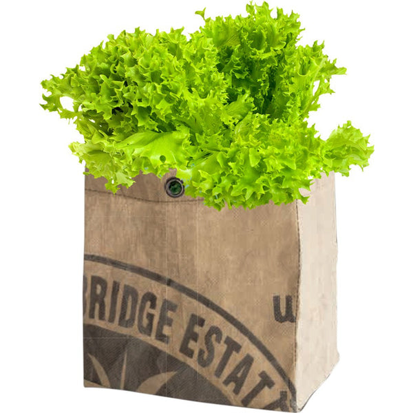 Urban Agriculture Organic Vegetable Grow Kit | Lettuce 30300