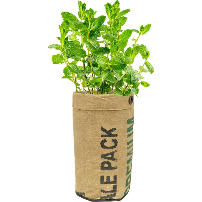 Urban Agriculture Organic Herb Grow Kit | Mint 20201
