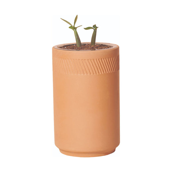 Modern Sprout Terracotta Grow Kit - Healing Aloe