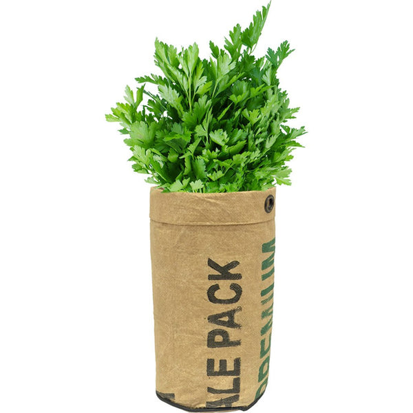 Urban Agriculture Organic Herb Grow Kit | Parsley 20205