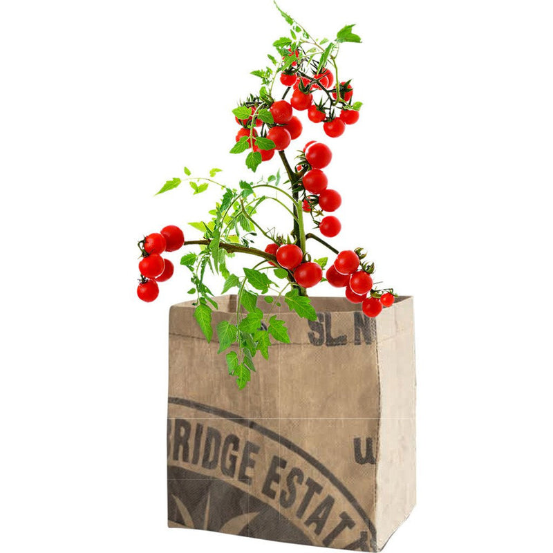 Urban Agriculture Organic Vegetable Grow Kit | Tomato 30304